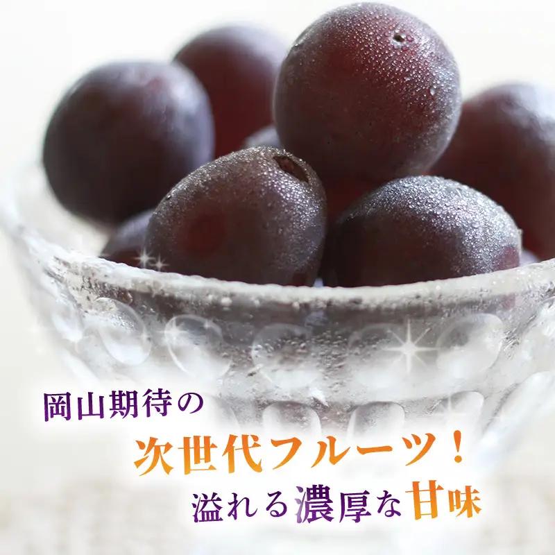 ぶどう 2026年 先行予約 ご家庭用 オーロラブラック 2～3房 合計約1.2kg 岡山県産 ぶどう