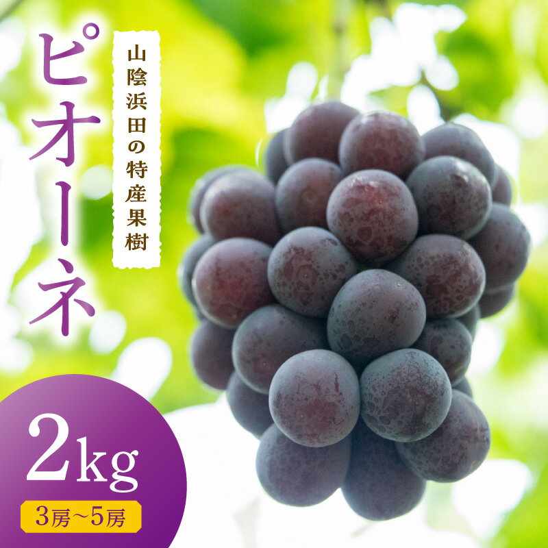 【ふるさと納税】【先行予約】【2026年産】山陰浜田の特産果樹ピオーネ（2kg）＜8月下旬より発送＞ ふるさと納税 ぶどう ふるさと納税 ピオーネ ブドウ 葡萄 フルーツ くだもの 果物 【010_1945】