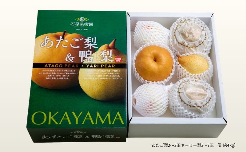 梨 詰め合わせ あたご梨2～3玉 ヤーリー梨3～7玉 計4kg 化粧贈答箱 赤秀 岡山県産 | 愛宕梨 ヤーリー梨 鴨梨 梨 特選品 上級品 贈り物 御歳暮 果物 くだもの フルーツ 石原果樹園 【ishk024-01】