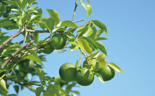 久保田食品 四万十ぶしゅかんアイスキャンデー 20本 入り 冷菓 菓子 冷凍 冷凍便 アイス アイスキャンデー スイーツ おやつ おいしい フルーツ 柑橘 果汁 四万十市産 ぶしゅかん 人気 おすすめ