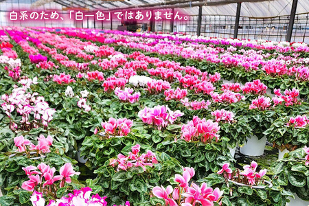 シクラメン 6号 白系 フラワーギフト 鉢植え 鉢 ギフト ビッグサイズ 鉢花 お歳暮 ガーデンシクラメン ミニシクラメン プレゼント 希少 クリスマス 誕生日 結婚記念日 花ギフト