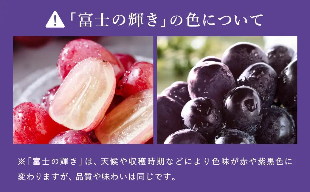 富士の輝き 豊岡ぶどう 600g【2026年先行予約】