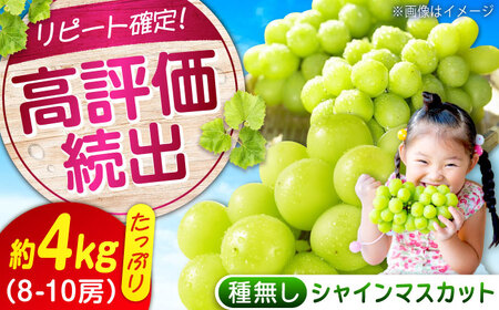 数量限定/9月上旬〜9月下旬頃発送 沼隈ぶどう「シャインマスカット」 約2kg×2(8から10房) 広島県福山市/福山市農業協同組合　沼隈グリーンセンター ぶどう ブドウ 葡萄 種なし 大粒 マスカット シャインマスカット[BAEV011]