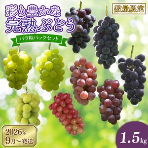 彩り豊かな完熟ぶどう バラ粒パックセット 1.5㎏【tbb02】