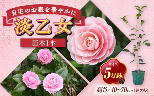 椿 「淡乙女-うすおとめ-」 5号鉢 苗木 / 植物 椿名花 花 苗 鉢植え / 稲沢市 / 椿園株式会社 [BMBI008]