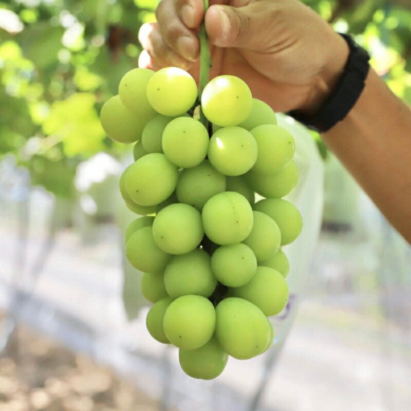 【ふるさと納税】かつらぎ町産　シャインマスカット 約1.5kg（2房）【2026年8月中旬～9月中旬ごろ順次発送（日付指定不可）】※北海道、沖縄県、離島への配送不可 | フルーツ 果物 くだもの 食品 人気 産地直送 おすすめ 送料無料