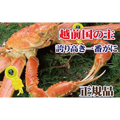 桐箱入り!一番蟹　越前国の主!越前がにの象徴 × 1杯 ≪浜茹で≫【12・1月発送分】【配送不可地域：離島】【1264286】