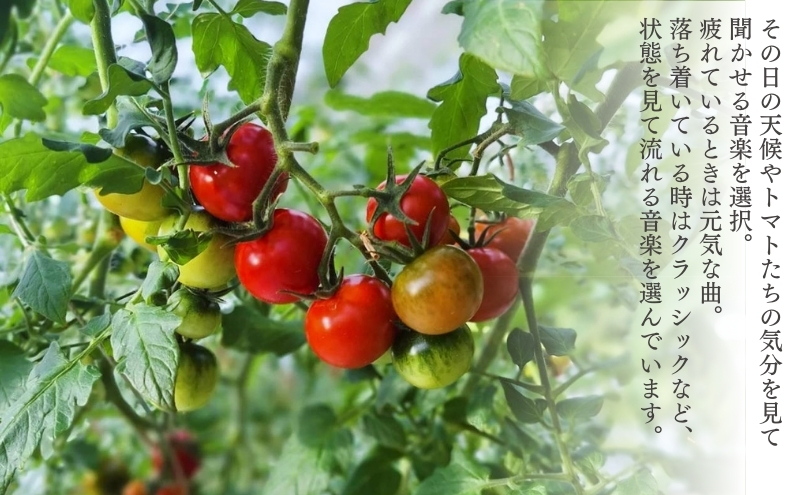 訳あり ミニトマト 「 QUONトマト 」 サイズ混合 1kg 化粧箱入[ QUON 甘い トマト 志づ華乃 高糖度 ご家庭用 ]