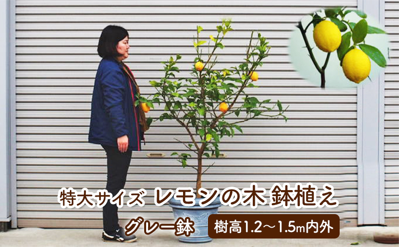 苗木 レモン 特大サイズ レモンの木 鉢植え グレー鉢 1個 植物 ガーデン ※配送不可:北海道、沖縄、離島 果物類 柑橘類 檸檬 