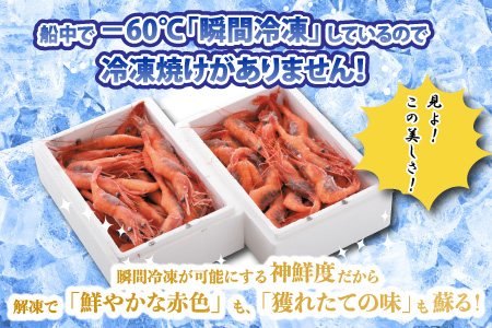 【年2回お届け】絶品甘えびを三国港からお届け！甘海老を海の上で食べる！ 漁船直送 船内瞬間冷凍 甘えび 約1.1㎏ × 2回 計2.2㎏ 【定期便 海老 えび エビ アマエビ あまえび 甘海老 赤エビ
