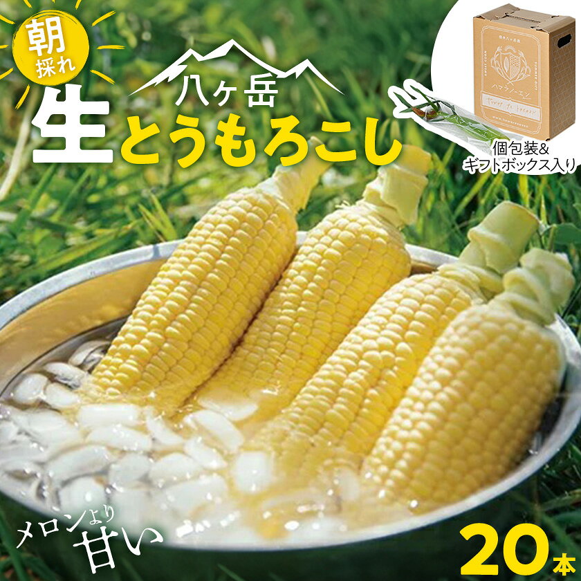 【ふるさと納税】【先行予約】朝採れ八ヶ岳生とうもろこし20本【複数個口で配送】【配送不可地域：離島】【4075635】
