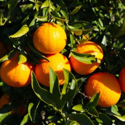 和歌山県産不知火約5kg(12玉～20玉おまかせ)(上富田町)