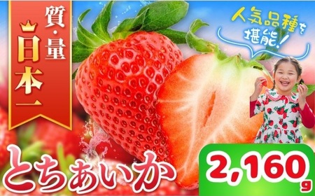 【先行予約】那珂川町産とちあいか 270ｇ×4Ｐ×2 | 2026年 2027年 先行予約 苺 イチゴ 大粒 甘い 贈答用 数量限定 果物 フルーツデザート 人気 贅沢 たっぷり 大容量 朝採れ当日発送 栃木県 那珂川町 送料無料