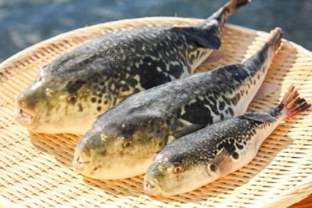 【若男水産】【淡路島3年とらふぐ】花 ふぐ鍋セット／冷凍（5～6人前）