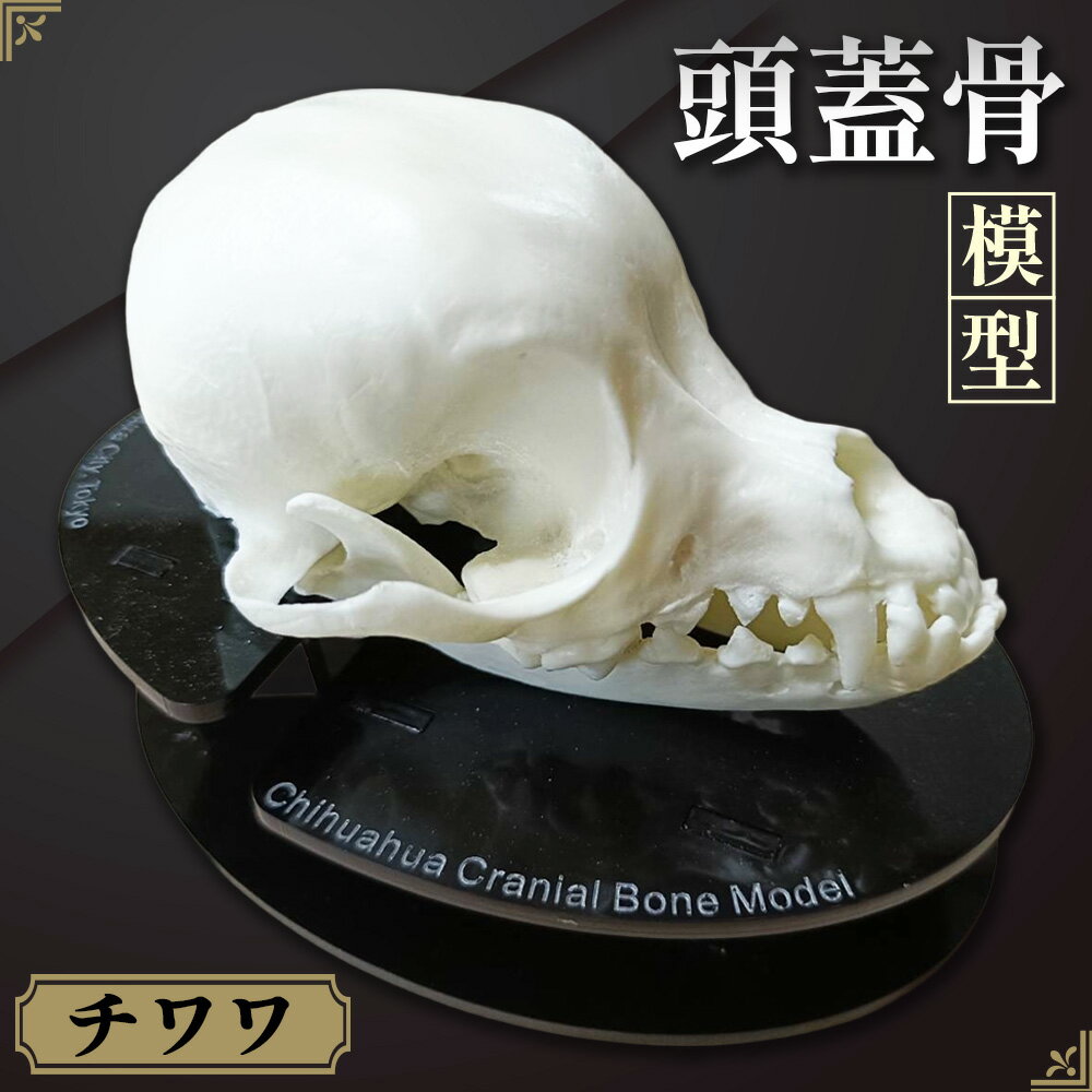 【ふるさと納税】チワワの頭蓋骨模型 ／ 模型 犬 骨 骨格 樹脂模型 獣医 診察室 インフォームドコンセント インテリア 東京都 No.152