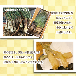 【2026年4月上旬頃から順次発送】島らっきょう 1kg 期間限定 らっきょう ラッキョウ 辣韭 らっきょう酢 炒め物 天ぷら 国産 愛媛県産 愛媛県 松山市 松山市ふるさと納税返礼品【MSD006】