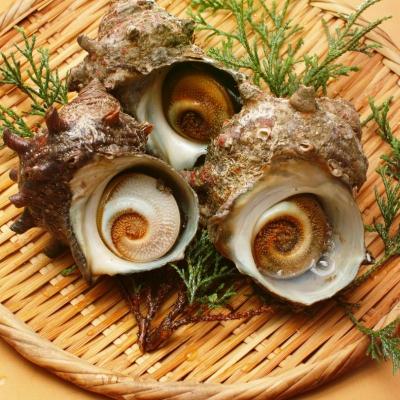 ふるさと納税 知夫村 【知夫里島】サザエ醤油(100ml×3本) |  | 02