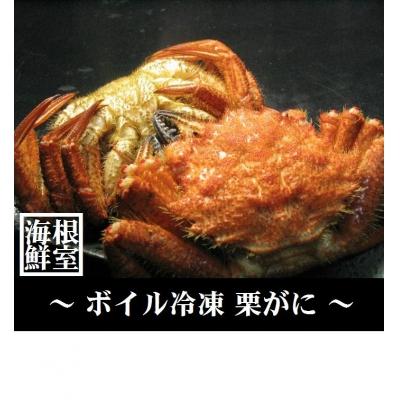 ふるさと納税 根室市 ＜12/21まで年内配送＞★クリガニ6〜7尾(計1.5kg) A-57022