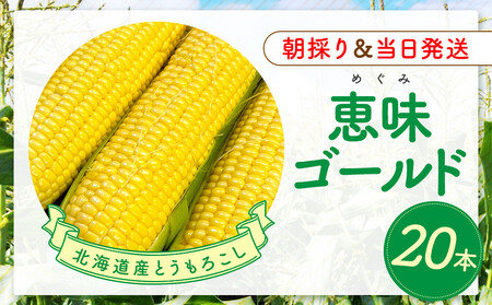 北海道産とうもろこし（恵味ゴールド20本）