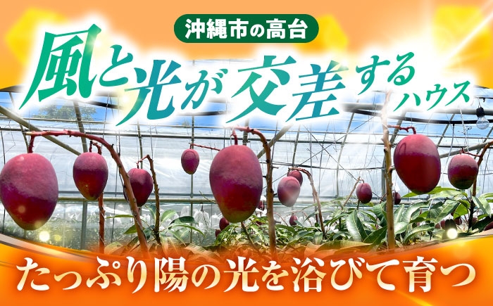 沖縄県産 完熟マンゴー 訳アリ 2kg (3～5玉) マンゴー 沖縄 果物 フルーツ ギフト 家庭用 訳あり まんごー