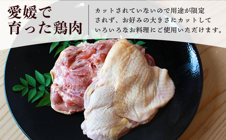 ＜愛媛県産 銘柄鶏 浜千鶏（はまちどり）若鶏もも肉 3kg（1kg×3）6ヶ月定期便＞ 国産 鶏肉 鳥肉 とり チキン モモ肉 はまちどり ブロック 精肉 にく 料理 アレンジ 夕飯 夕食 お弁当 昼