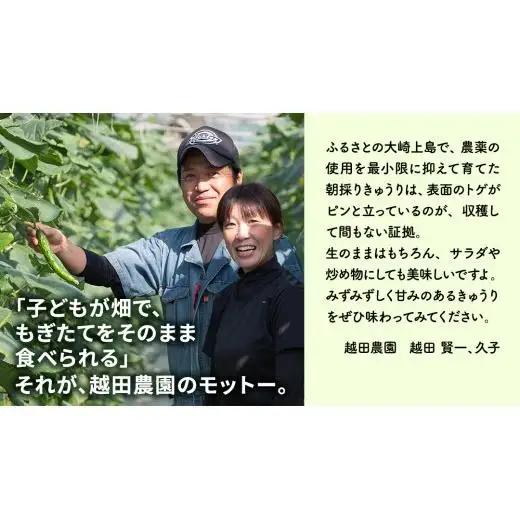 シャキッと美味しい！ きゅうり 約3kg 【2026年9月以降発送】