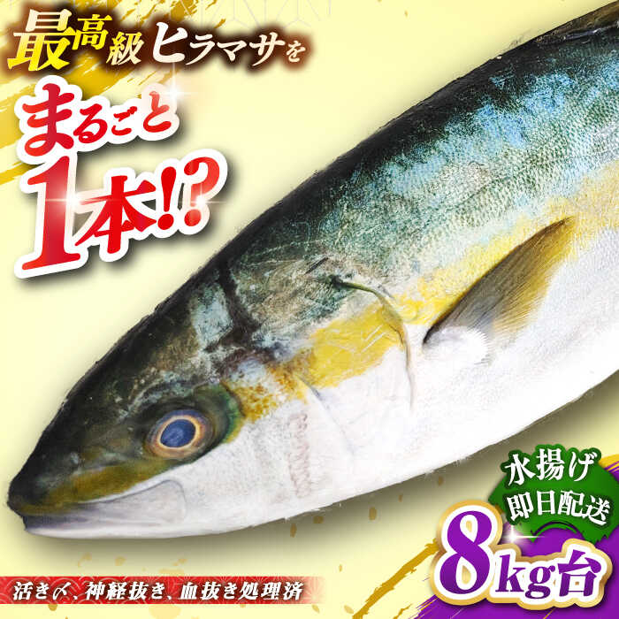 【ふるさと納税】壱岐島産天然ヒラマサ（8キロ台・丸もの） 《壱岐市》【壱岐島　玄海屋】[JBS073] ヒラマサ 魚 刺身 煮物 カルパッチョ お寿司 111000 111000円 11万円 のし プレゼント ギフト 冷蔵配送