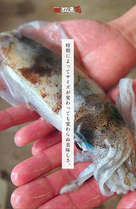 イカ アオリ 朝どれ 3～8杯 下処理なし 新鮮 魚介 イカ