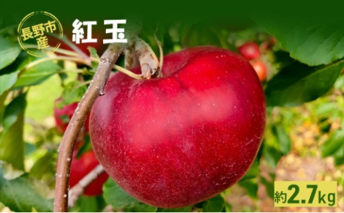 長野市産「紅玉」約2.7kg(9玉～14玉入り）