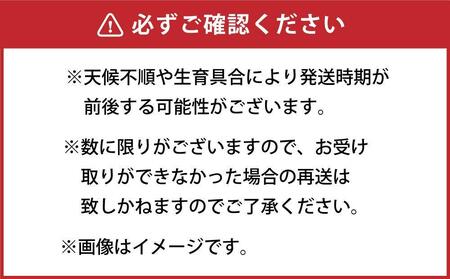 高評価★4.8【先行予約】朝採り グリーンアスパラ L 1kg (2026年5月下旬発送開始) | アスパラ 北海道_03901
