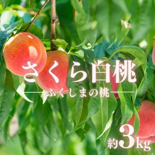 【ふるさと納税】No.2416もも　晩成種「さくら白桃」約3kg【2025年発送】