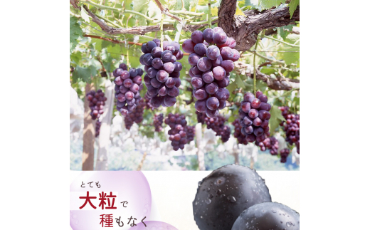 紀州和歌山産 ピオーネ 約2kg ※2024年8月中旬～9月中旬頃に順次発送 ※日付指定不可 ぶどう ブドウ 葡萄 果物 くだもの フルーツ