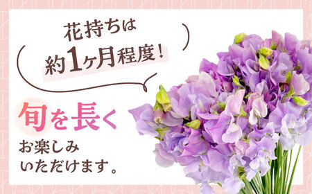 【先行予約 2026年12月～発送】スイートピー 花束 50本（紫） / 生花 [IBW008]