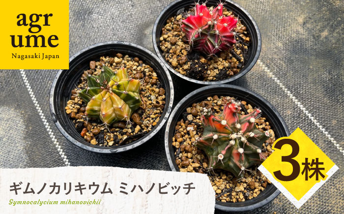 
            ギムノカリキウム ミハノビッチ 3株 Gymnocalycium mihanovichii 長与町/アグリューム [EAI223]
          