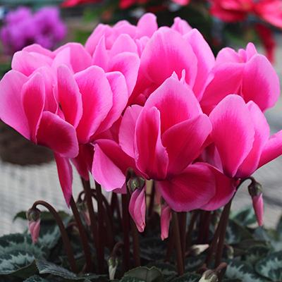 ふるさと納税 藤枝市 高級感溢れるボリュームのシクラメン鉢植え 6号鉢入　ピンク系　