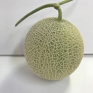 【訳あり】家庭用2025年夏発送　岸田農園産青肉メロン2玉(1玉1.8kg)30セット限定【1614594】