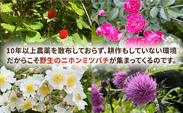 壱岐桃源郷蜂蜜 450g × 1本 《壱岐市》【角丸】 [JDK057] 33000 33000円
