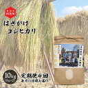 【ふるさと納税】 ＜定期便4回＞ 米 10kg 新潟県産 コシヒカリ はざ掛け 天日干し 令和6年産 越後奥阿賀産 5kg×2袋 | 小会瀬 はざがけ こしひかり 一等米 送料無料 お取り寄せ お米 白米 精米