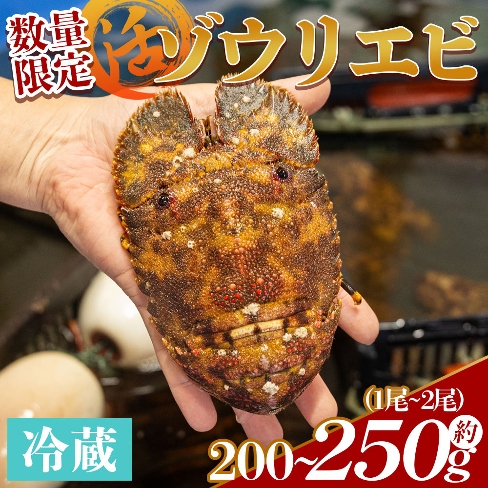 【ふるさと納税】【数量限定】活 ゾウリエビ 約200～250g(1尾～2尾) eb-0018 - 国産 エビ えび 海鮮 魚介 産地直送 プリプリ 味噌汁 刺身 焼き物 汁物 えび蔵 高知県 香南市【冷蔵】