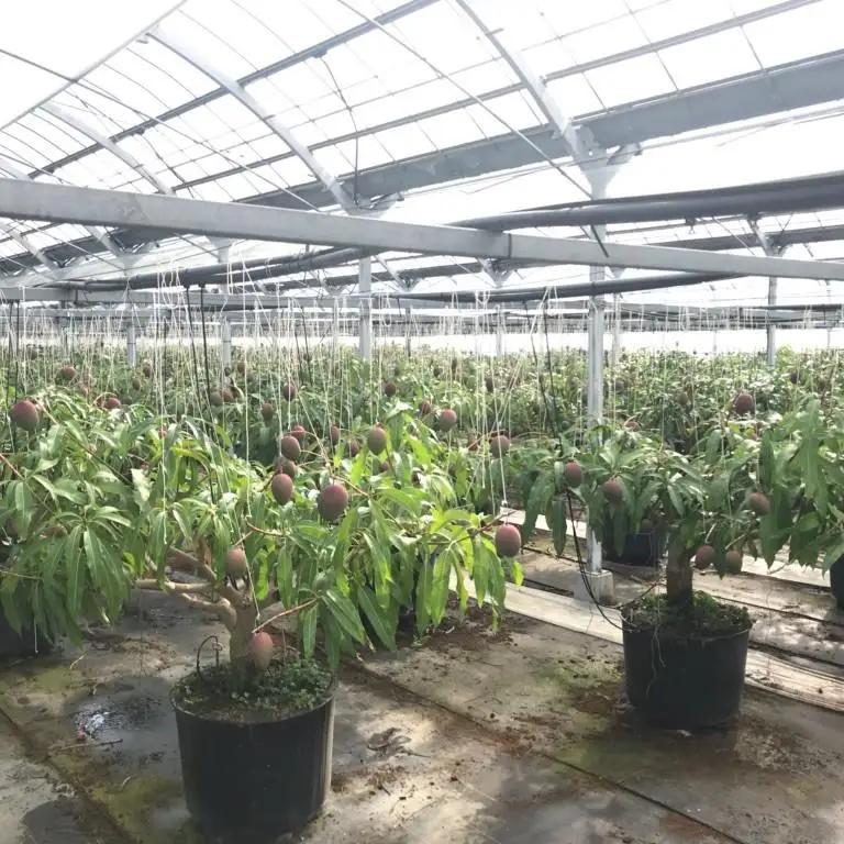 【先行予約】西都産完熟マンゴー Ｌサイズ×3個 鉢植栽培 宮崎県西都産 サムライファーム 2026年発送＜24-4a＞