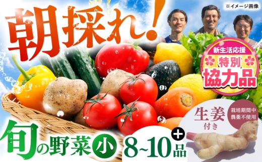 【期間限定特別企画】土佐の太陽をいっぱいに浴びた旬の野菜生姜約100gのセット「小」【土佐野菜】 [ATBA003]