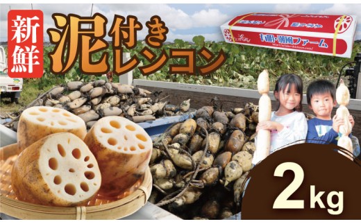 【先行予約】佐賀県産 泥付き レンコン（2kg） 有明・潮風ファーム 蓮根 れんこん レンコン 蓮根 根菜 泥付きレンコン シャキシャキレンコン 蓮根 農家直送 冷蔵 佐賀県 小城市