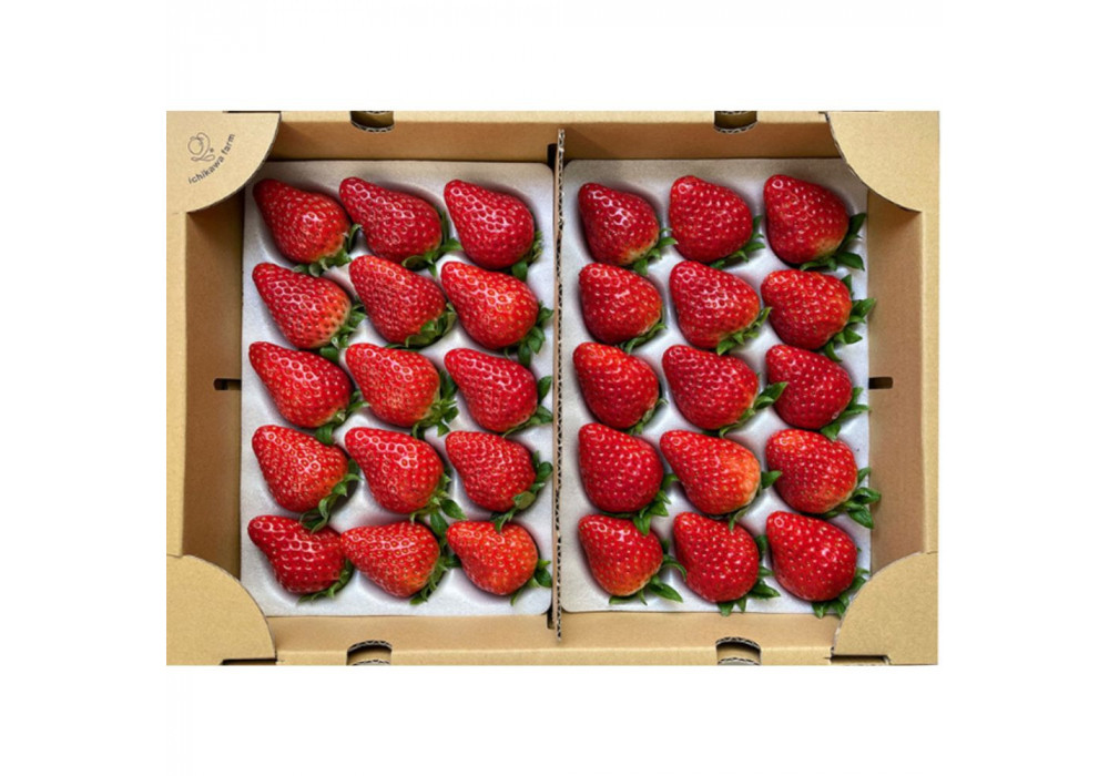 【先行予約】厳選大粒静岡いちご2パック 総重量約900ｇ（「すず・おいCベリー・紅ほっぺ」のいずれか2パック）冷蔵 苺 フルーツ◇【配送不可：北海道・沖縄県・離島】