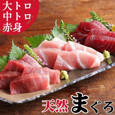 ふるさと納税 三浦市 本物の味をお届け!厳選!天然三崎まぐろ 大トロ・中トロ・赤身セット