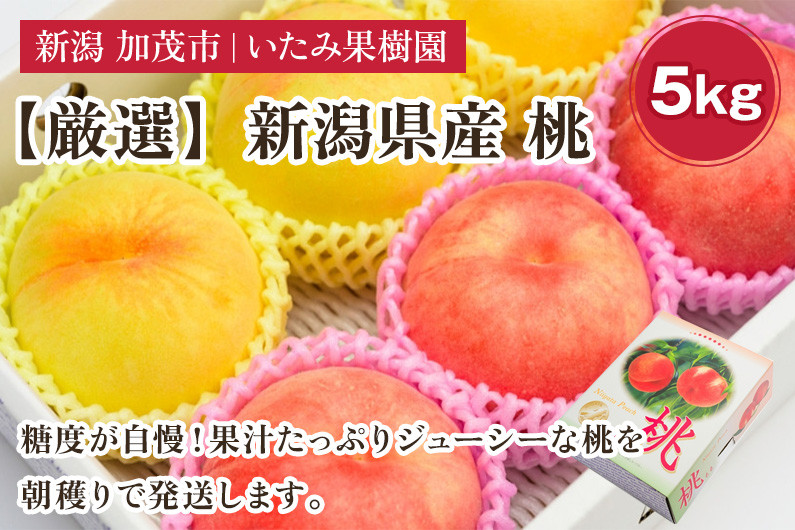 
新潟県産 厳選旬のもも 約5kg（1品種） 《7月下旬～8月中旬配送予定》果物 フルーツ 桃 加茂市 いたみ果樹園

