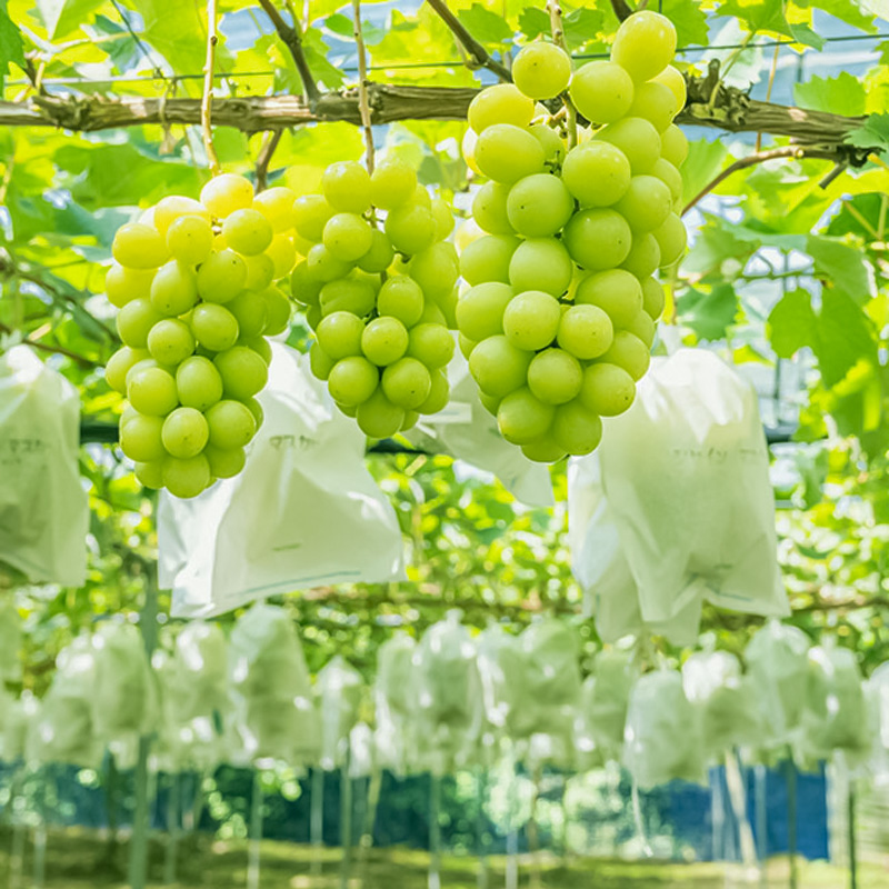 山形市産 大粒シャインマスカット 1kg以上 2房【令和8年産先行予約】FS24-763