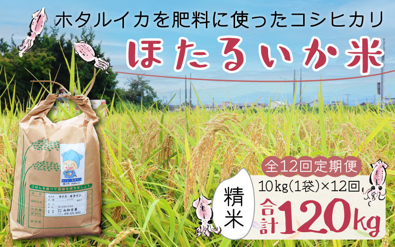 
【訳あり】ほたるいか米（精米10kg）×12回 計120kg【12ヶ月定期便】【訳あり 米 コシヒカリ こしひかり ほたるいか ホタルイカ お米 ブランド米 富山 滑川】
