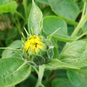 ひまわり 季節の切り花 | 切花 生花 つぼみ ヒマワリ 向日葵 フラワー 高成園