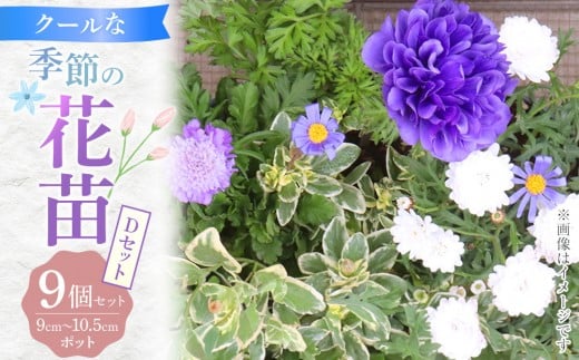 クールな花苗セットD【花苗 花苗セット 花 季節の花 花セット ガーデニング 家庭菜園 園芸 初夏 夏 花壇 庭 鉢 玄関 プランター 寄せ植え  おうち時間 趣味 ベランダ 土っ子倶楽部  プレゼント ギフト 】