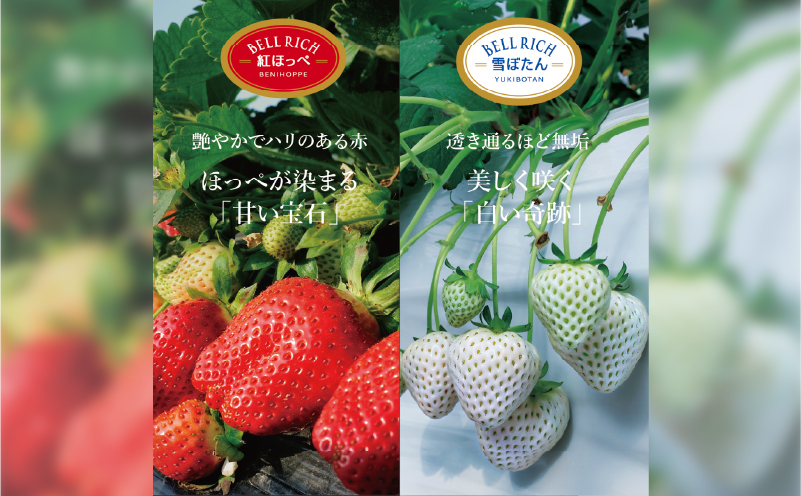 《数量限定》赤白いちごの贅沢食べ比べセット(合計2パック) BELL RICH_H0049-100